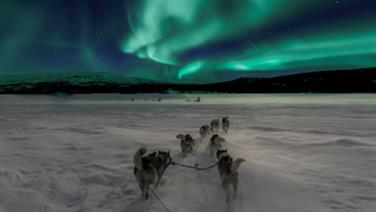 Image for: Dog Sledding Tour